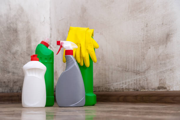 Why You Should Choose Our Mold Remediation Services in Hartford, WI