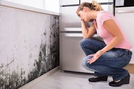 Hartford, WI Mold Prevention & Removal  Company